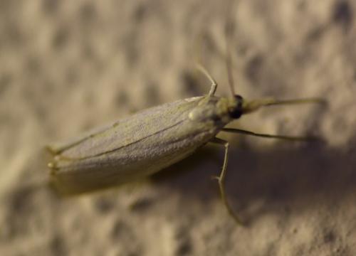 Crambinae